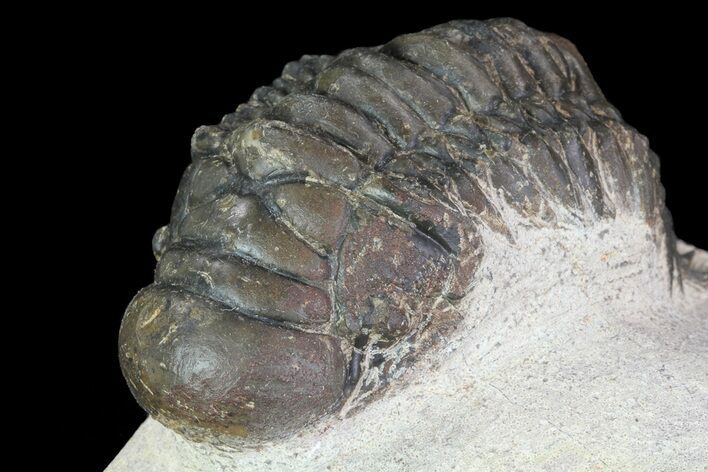 Bargain, Crotalocephalina Trilobite Fossil #67881
